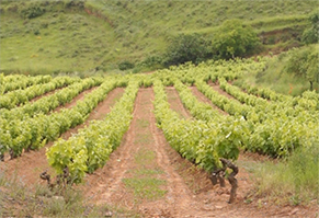 viñedos-4
