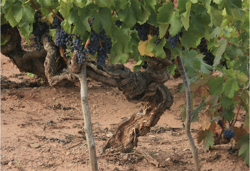 viñedos-2